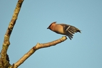 Waxwing