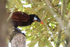 Close view of Montezuma Oropendola, Arenal, Costa Rica
