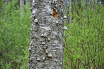 Nigula Nature Reserve, Estonia