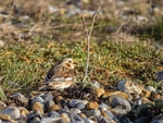 Snow Bunting