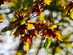 Autumn Oak Leaves