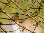 Common Redstart