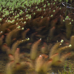 Point Reyes Pondweed