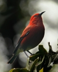 ‘Apapane at Kīlauea Iki