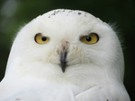 Snowy Owl