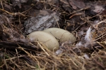 Eider duck eggs 1861