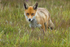 Fox in Meadow 3