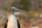Blue-footed Booby (adult) portrait, North Seymour, Galapagos