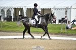311-BALLYCOSKERRY_REGAL_DIAMOND-Hollie_Swain-WEDTrotUp+DR portfolio