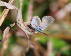 AnimalsCreatures _0040