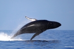 IMG_0177 Mayotte