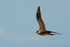 Arctic Jaeger in flight, Flatanger, Norway