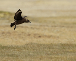 Great Skua about to land, Jokulsarlon, Iceland