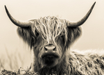 Monarch of The Glen 8188422