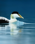 Eider (male) close, Jokulsarlon, Iceland