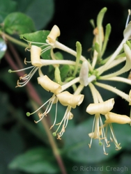 Honeysuckle