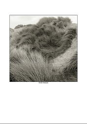 Organic Forms portfolio