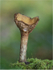 Funnel fungi