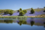 Bluebell Reflections