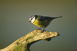 Blue Tit