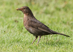 Thrushes,Chats portfolio