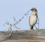 Cape Sparrow female with nesting material