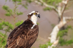 Close view of Osprey head, Blue Cypress Lake, Florida