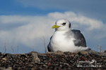 Kittiwake 260214 484a