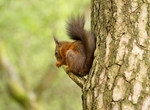 Red Squirrel 3 (disambiguation).