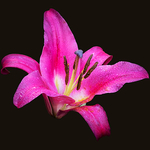 Lily