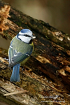 Blue Tit 200116 2