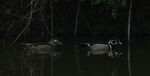 Wood Duck pair
