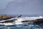 Cape Fur Seal hauls out, Seal Island, False Bay, South Africa