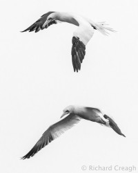 Gannets on White