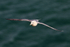 Fulmar in flight along the cliffs at Durlston
