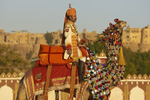 Camel Salute