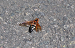 Cicada Killer Wasp