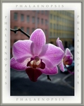 Phalaenopsis