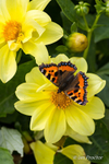 Small Tortoiseshell Butterfly