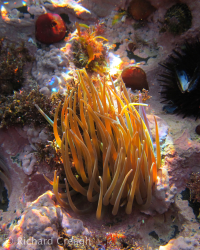 Snakelocks Anemone