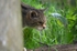Scottish Wildcat