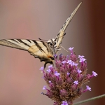 Scarce Swallowtail (Iphiclides podalirius)
