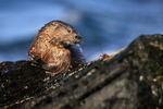 Marine Otter eyeing food, Chanaral Island, Chile