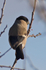 Bullfinch (female) at Otmoor