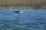 Black-winged Stilt