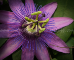 Passion Flower, Botganical Gardens, Burlington