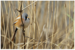 Bearded Tit amongst the Reeds