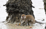Long tailed macaque