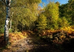 Wharncliffe Heath (13)