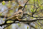 Mistle Thrush with food on Brandon Hill, Bristol